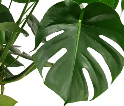 Dehner Hydropflanzen|Grünpflanzen - Fensterblatt - Monstera deliciosa, Hydrokultur Grün