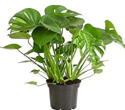 Dehner Monstera & Philodendron|Grünpflanzen > Fensterblatt - Monstera deliciosa