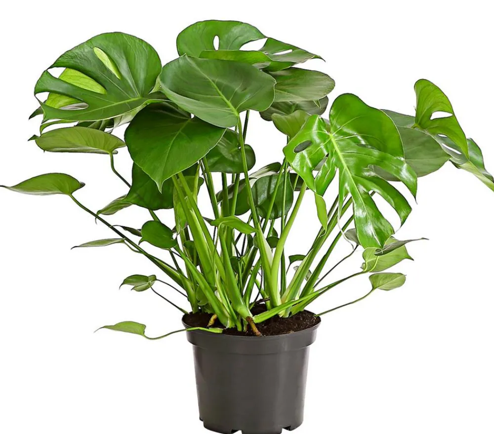 Dehner Monstera & Philodendron|Grünpflanzen > Fensterblatt - Monstera deliciosa