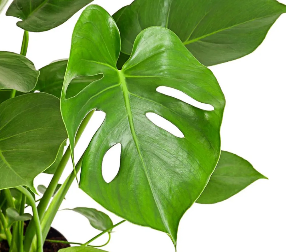Dehner Monstera & Philodendron|Grünpflanzen > Fensterblatt - Monstera deliciosa