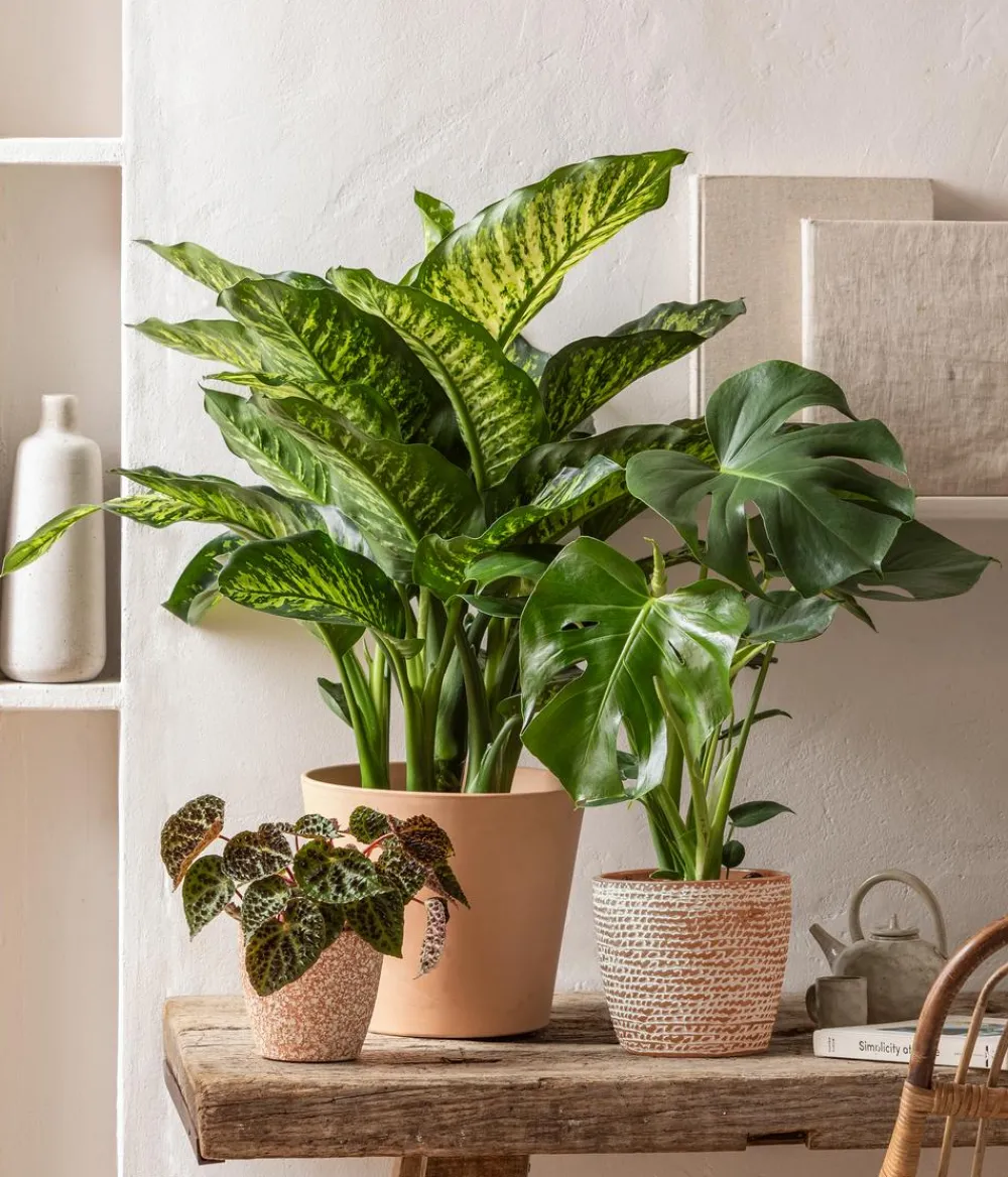 Dehner Monstera & Philodendron|Grünpflanzen > Fensterblatt - Monstera deliciosa