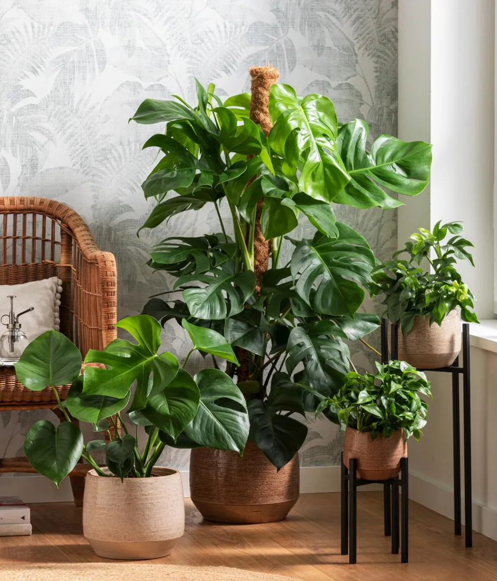 Dehner Monstera & Philodendron|Grünpflanzen > Fensterblatt - Monstera deliciosa