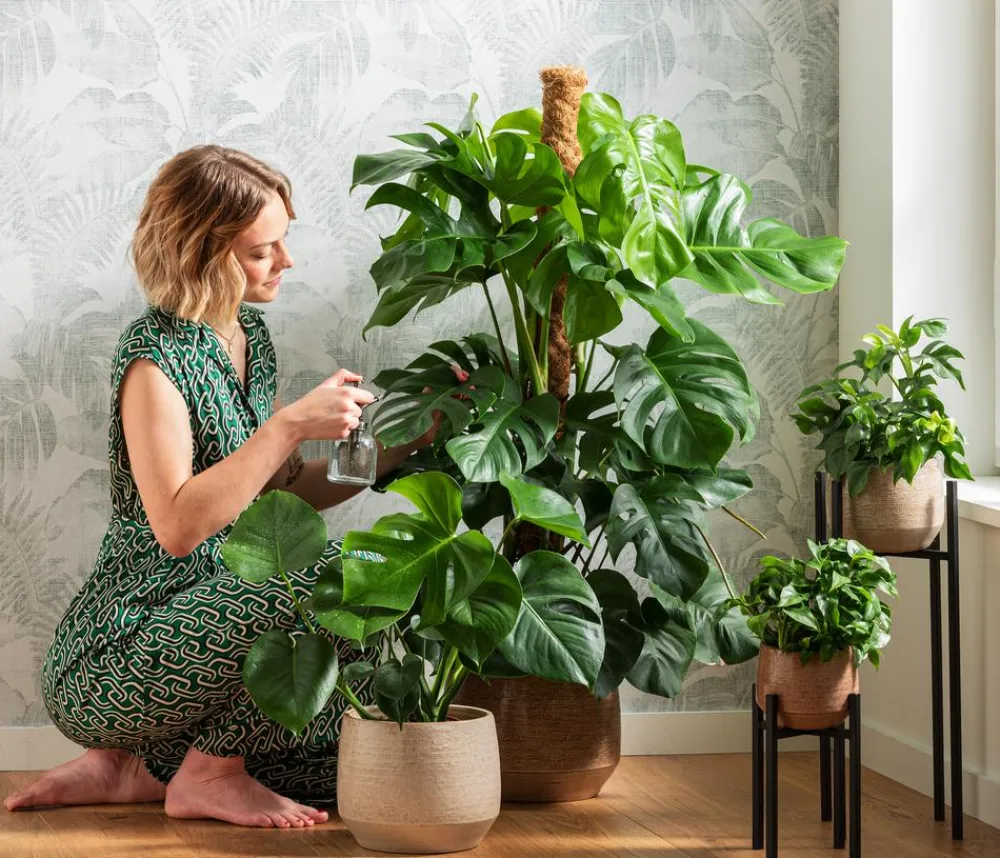 Dehner Monstera & Philodendron|Grünpflanzen > Fensterblatt - Monstera deliciosa