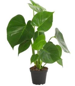 Dehner Monstera & Philodendron|Grünpflanzen > Fensterblatt - Monstera deliciosa