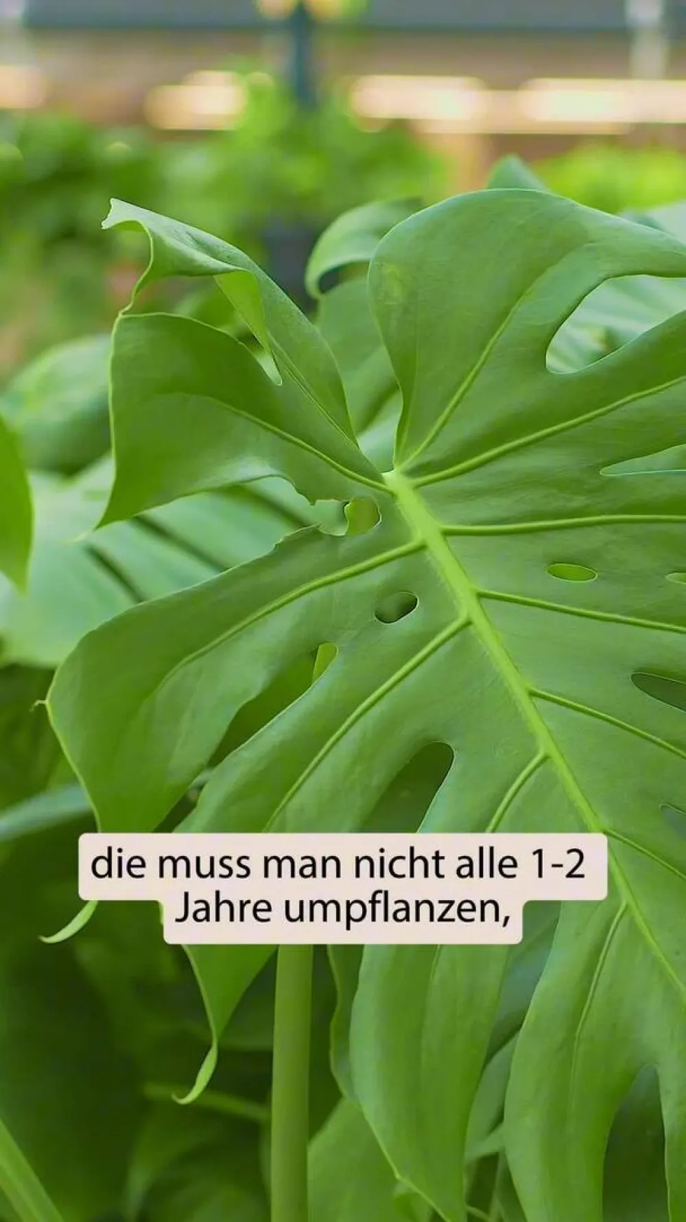 Dehner Monstera & Philodendron|Grünpflanzen > Fensterblatt - Monstera deliciosa