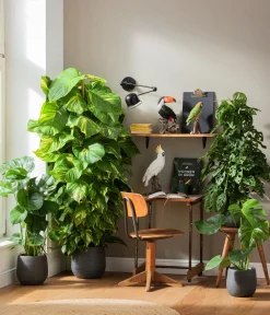 Dehner Monstera & Philodendron|Grünpflanzen > Fensterblatt - Monstera deliciosa
