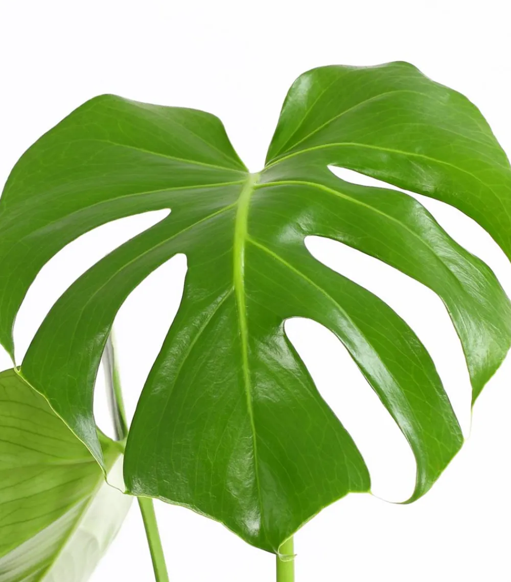 Dehner Monstera & Philodendron|Grünpflanzen > Fensterblatt - Monstera deliciosa