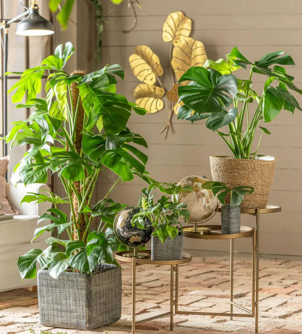 Dehner Monstera & Philodendron|Grünpflanzen > Fensterblatt - Monstera deliciosa am Moosstab