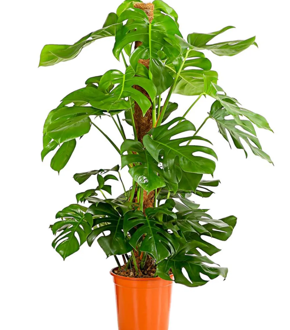 Dehner Monstera & Philodendron|Grünpflanzen > Fensterblatt - Monstera deliciosa am Moosstab