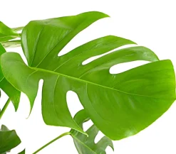 Dehner Monstera & Philodendron|Grünpflanzen > Fensterblatt - Monstera deliciosa am Moosstab