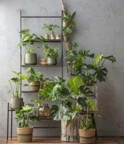 Dehner Monstera & Philodendron|Grünpflanzen > Fensterblatt - Monstera deliciosa am Moosstab