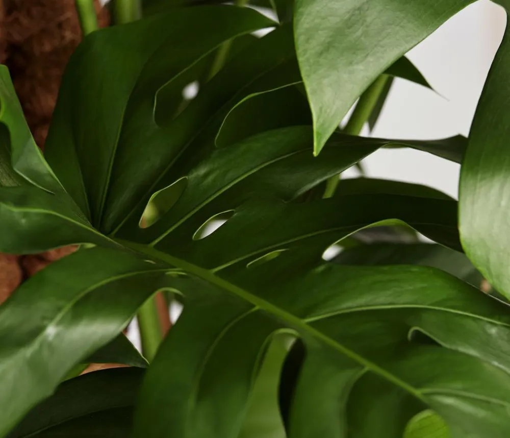 Dehner Monstera & Philodendron|Grünpflanzen > Fensterblatt - Monstera deliciosa am Moosstab