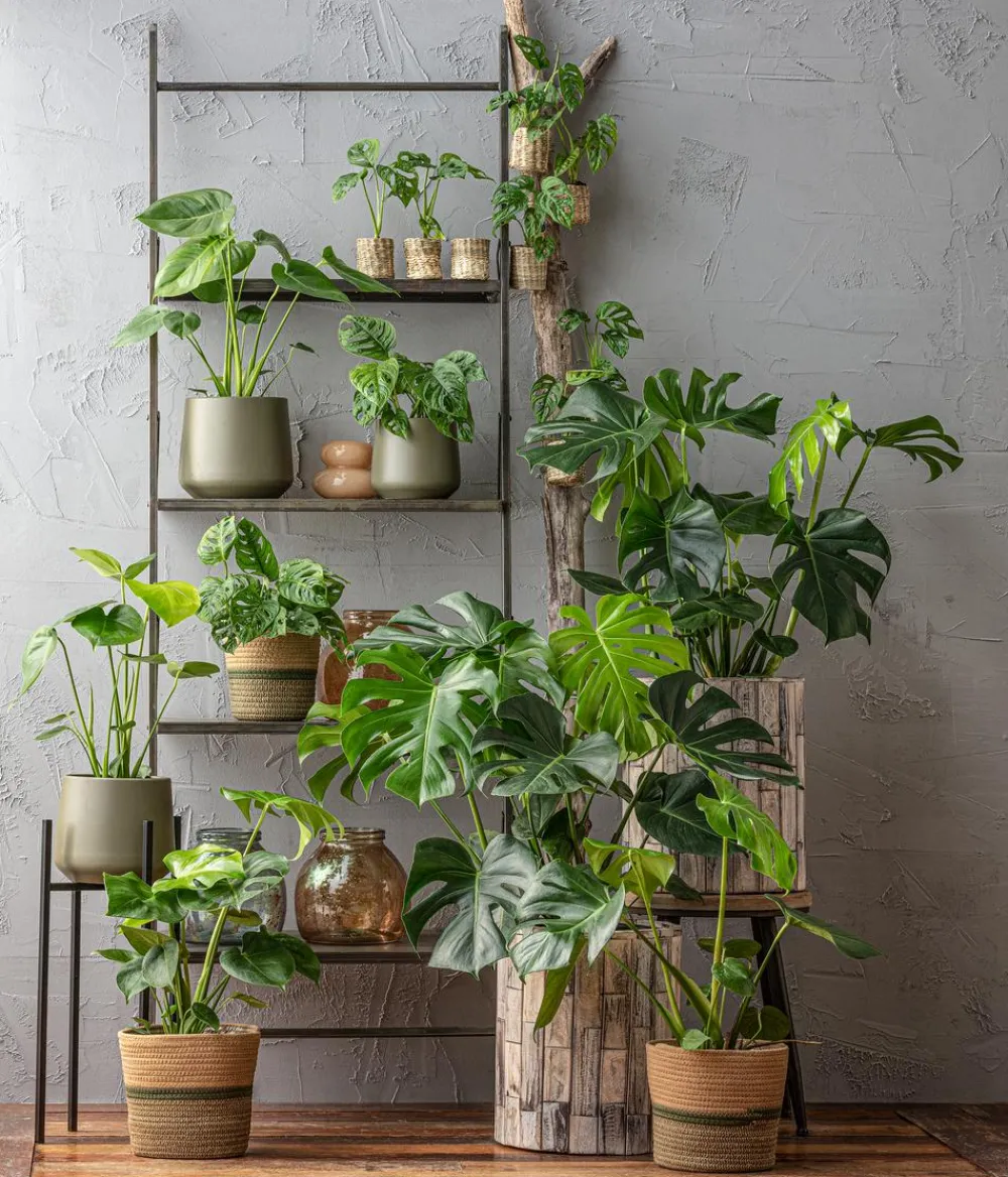 Dehner Fensterblatt - Monstera deliciosa Grün New