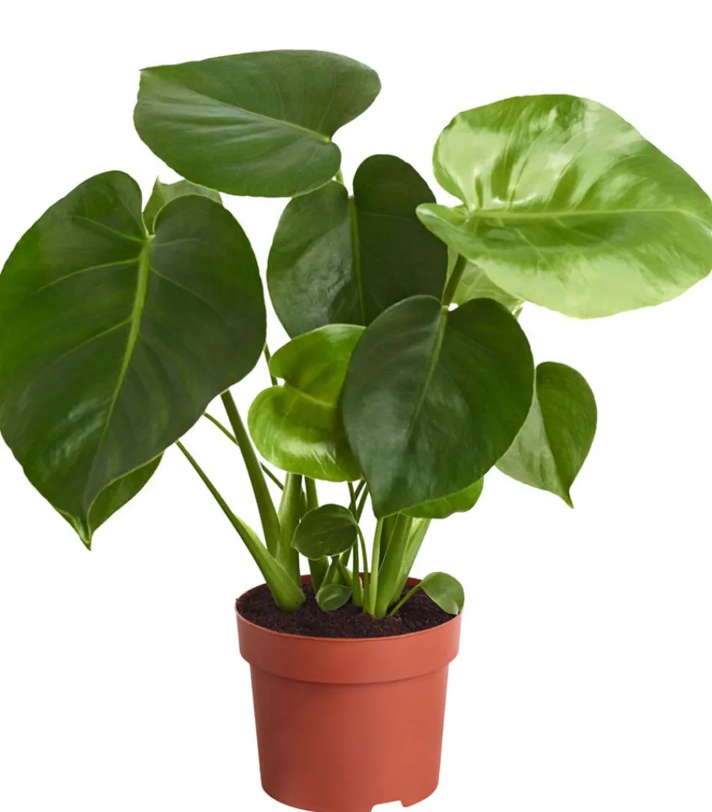 Dehner Fensterblatt - Monstera deliciosa Grün New