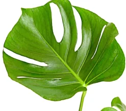Dehner Fensterblatt - Monstera deliciosa Grün New