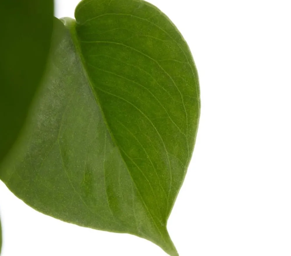 Dehner Fensterblatt - Monstera deliciosa Grün New