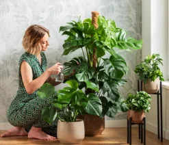 Dehner Fensterblatt - Monstera deliciosa am Moosstab Grün New