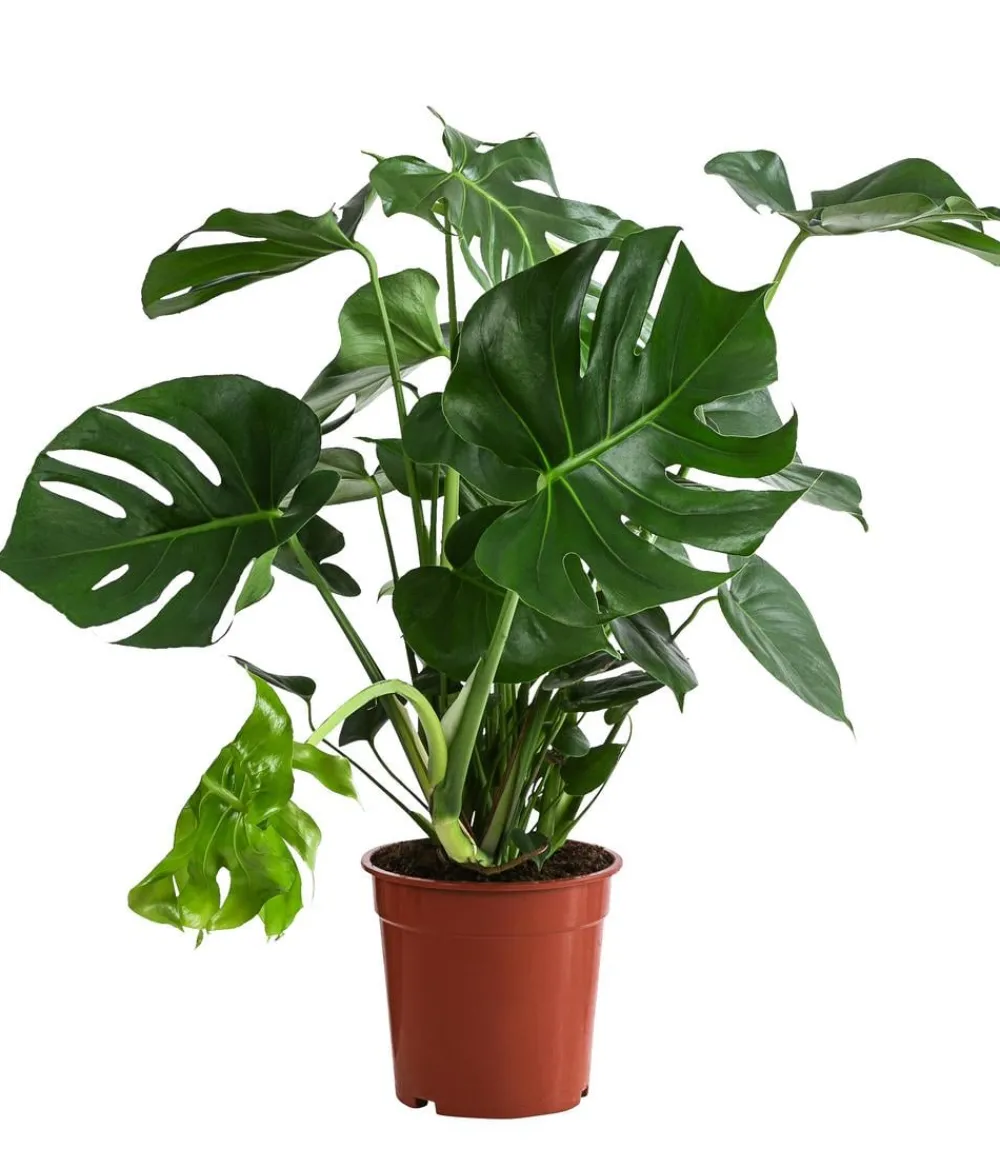Dehner Monstera & Philodendron|Grünpflanzen - Fensterblatt - Monstera deliciosa Grün