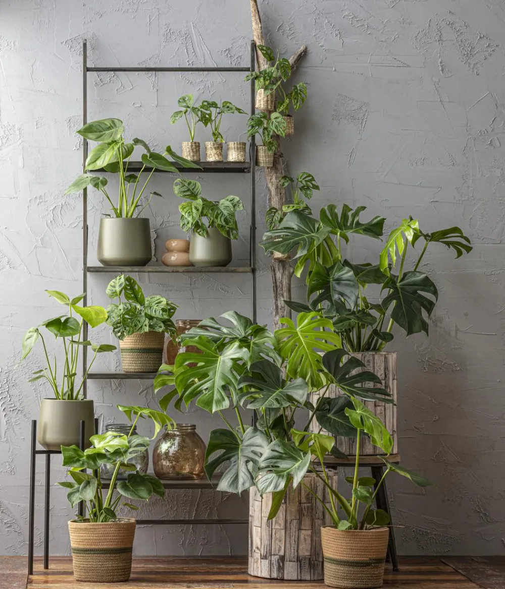 Dehner Monstera & Philodendron|Grünpflanzen - Fensterblatt - Monstera deliciosa Grün