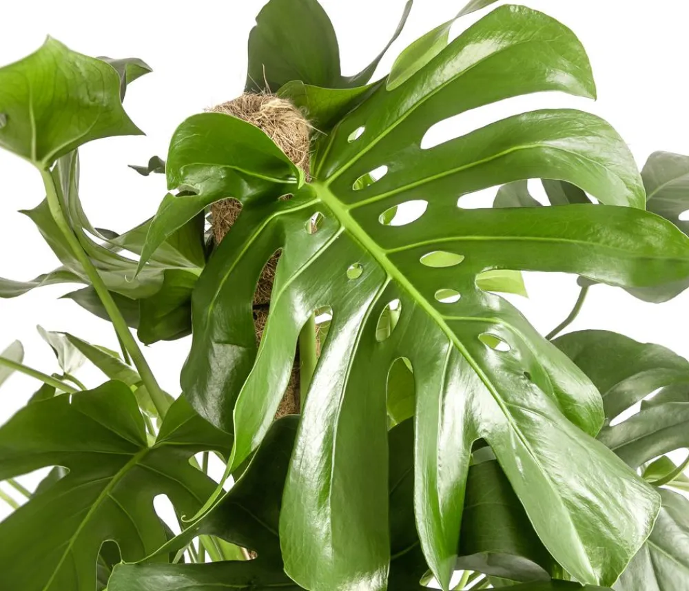 Dehner Monstera & Philodendron|Grünpflanzen - Fensterblatt - Monstera deliciosa am Moosstab Grün
