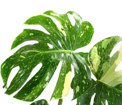 Dehner Fensterblatt - Monstera deliciosa 'Thai Constellation', panaschiert Clearance