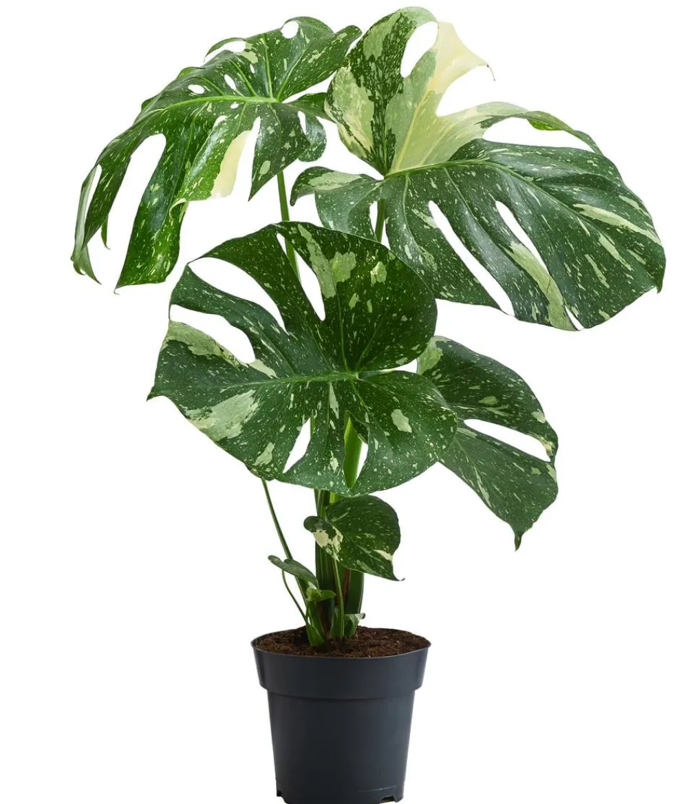 Dehner Fensterblatt - Monstera deliciosa 'Thai Constellation', panaschiert Clearance
