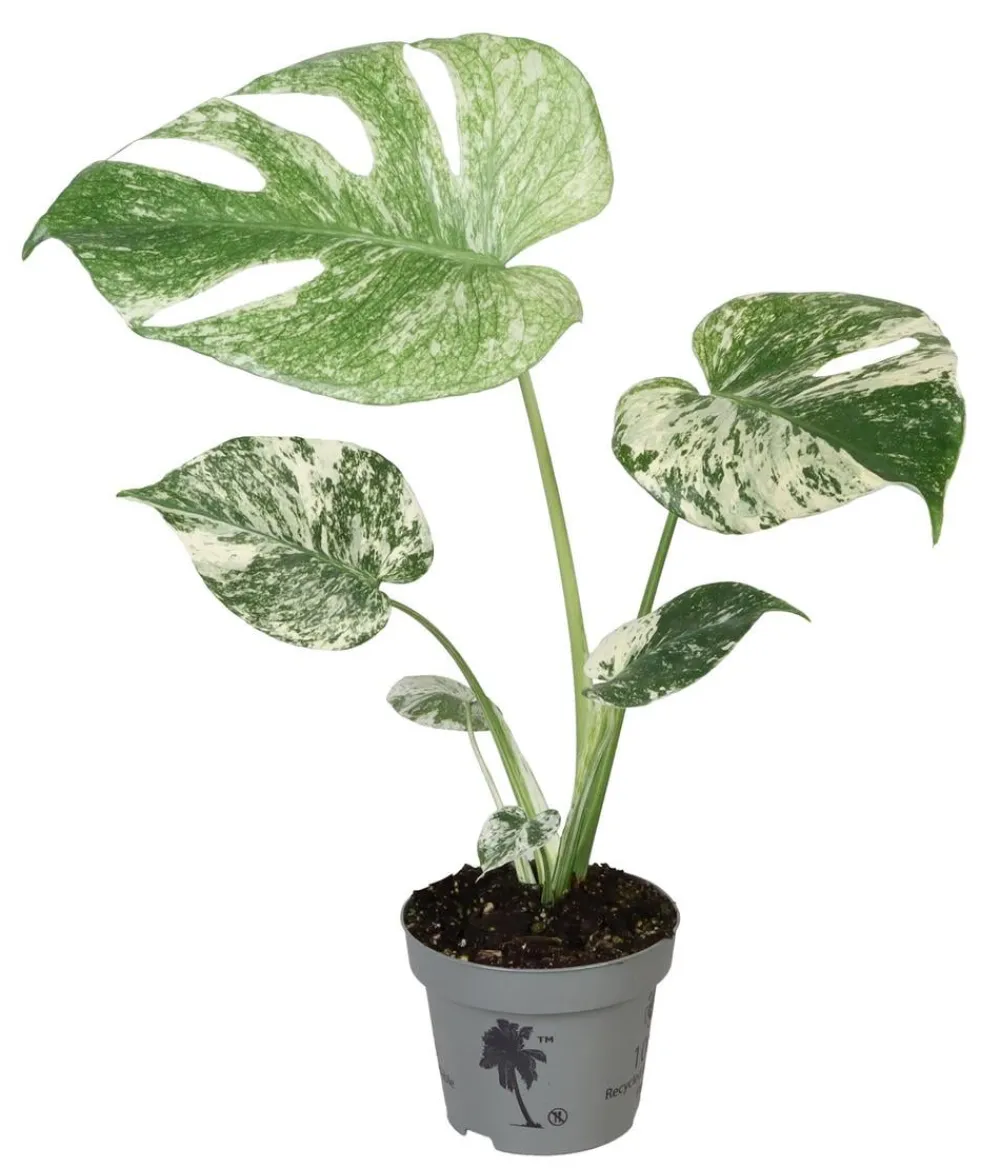 Dehner Fensterblatt - Monstera deliciosa 'Mint' Discount