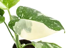 Dehner Raritäten|Grünpflanzen - Fensterblatt - Monstera deliciosa 'Thai Constellation', panaschiert
