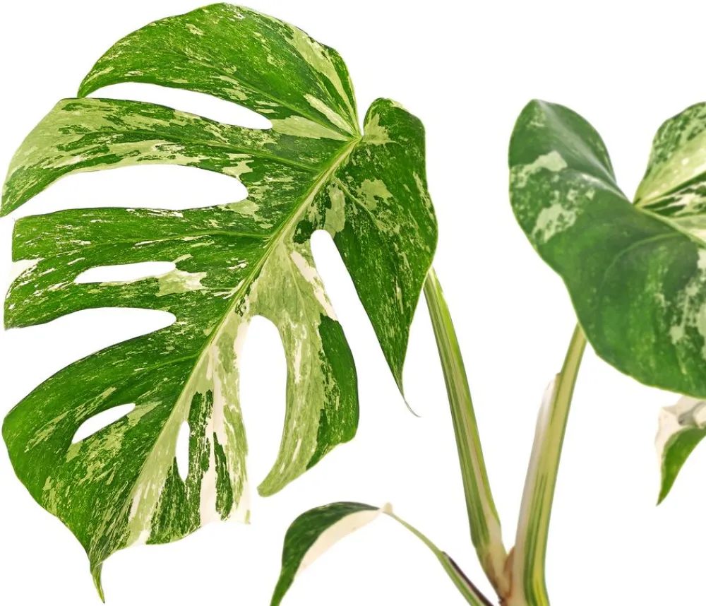 Dehner Fensterblatt - Monstera deliciosa 'Variegata', panaschiert Hot