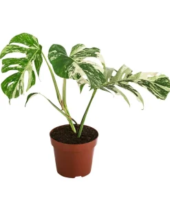 Dehner Fensterblatt - Monstera deliciosa 'Variegata', panaschiert Hot
