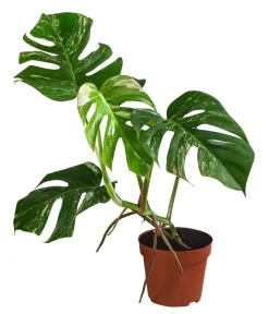 Dehner Fensterblatt - Monstera deliciosa 'Variegata', panaschiert Hot