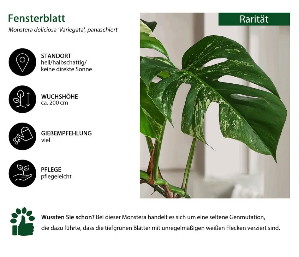 Dehner Fensterblatt - Monstera deliciosa 'Variegata', panaschiert Hot