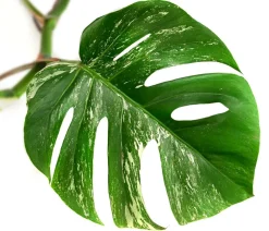 Dehner Fensterblatt - Monstera deliciosa 'Variegata', panaschiert Hot