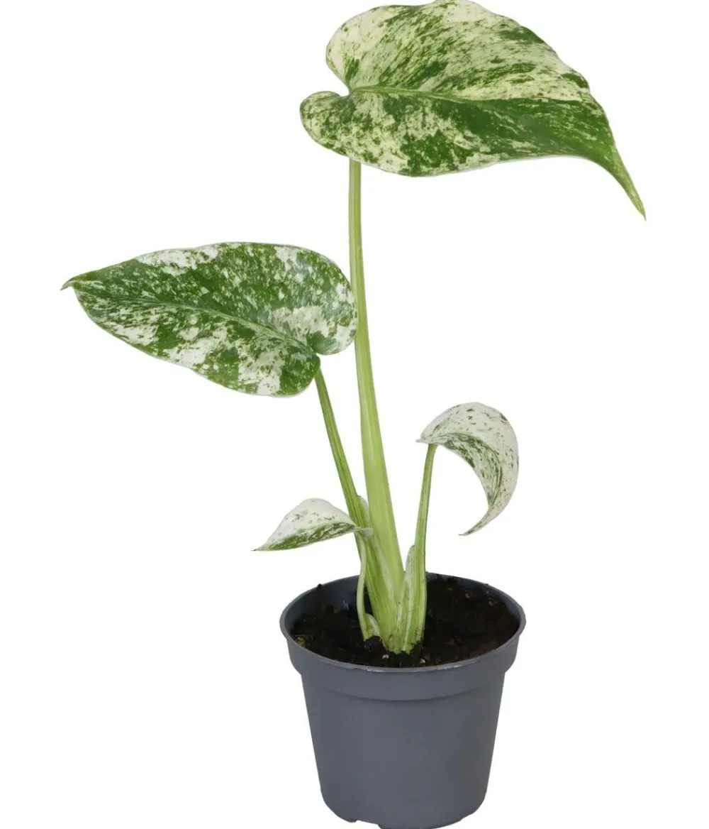 Dehner Raritäten|Grünpflanzen - Fensterblatt - Monstera deliciosa 'Mint'