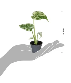 Dehner Raritäten|Grünpflanzen - Fensterblatt - Monstera deliciosa 'Mint'