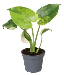Dehner Fensterblatt - Monstera deliciosa 'Aurea' variegata Clearance