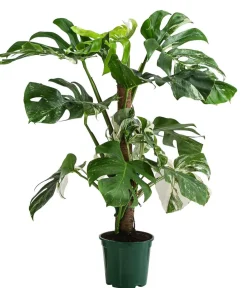 Dehner Raritäten|Grünpflanzen - Fensterblatt - Monstera deliciosa 'Variegata' am Moosstab