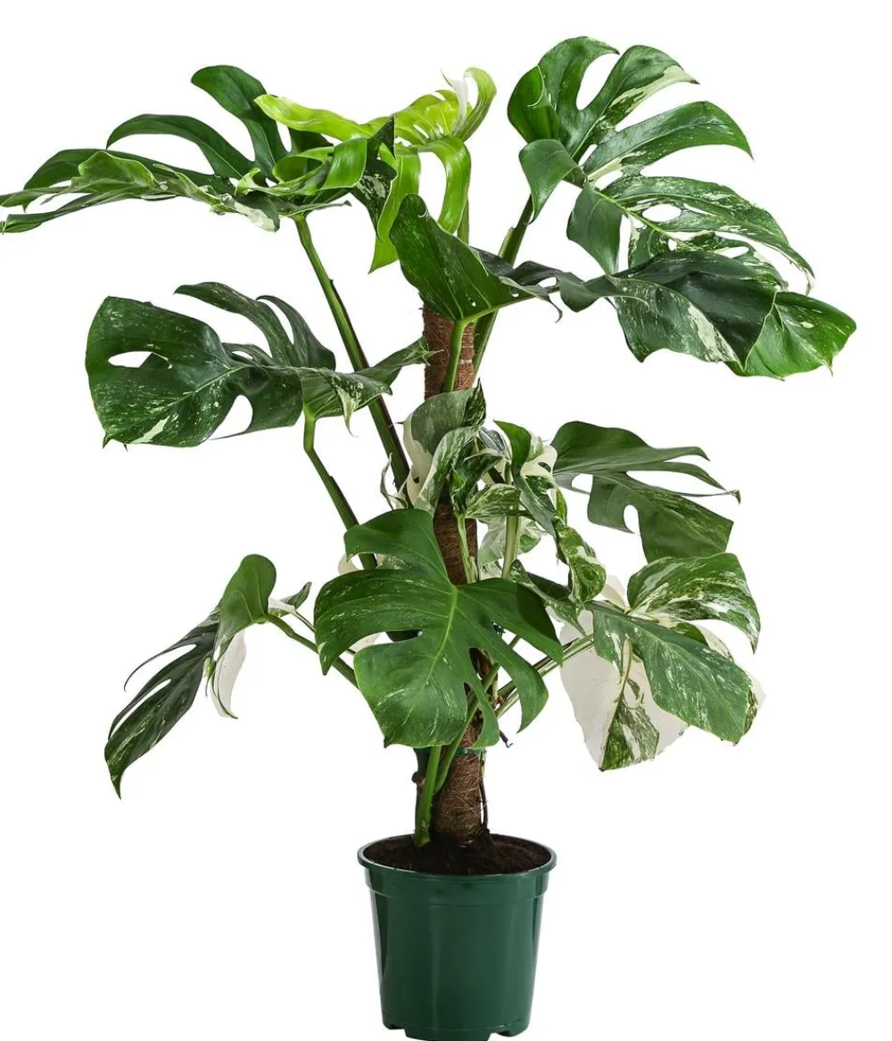 Dehner Raritäten|Grünpflanzen - Fensterblatt - Monstera deliciosa 'Variegata' am Moosstab