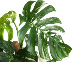 Dehner Raritäten|Grünpflanzen - Fensterblatt - Monstera deliciosa 'Variegata' am Moosstab