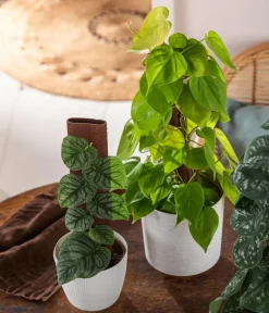 Dehner Raritäten|Grünpflanzen > Fensterblatt - Monstera dubia am Kratistestab
