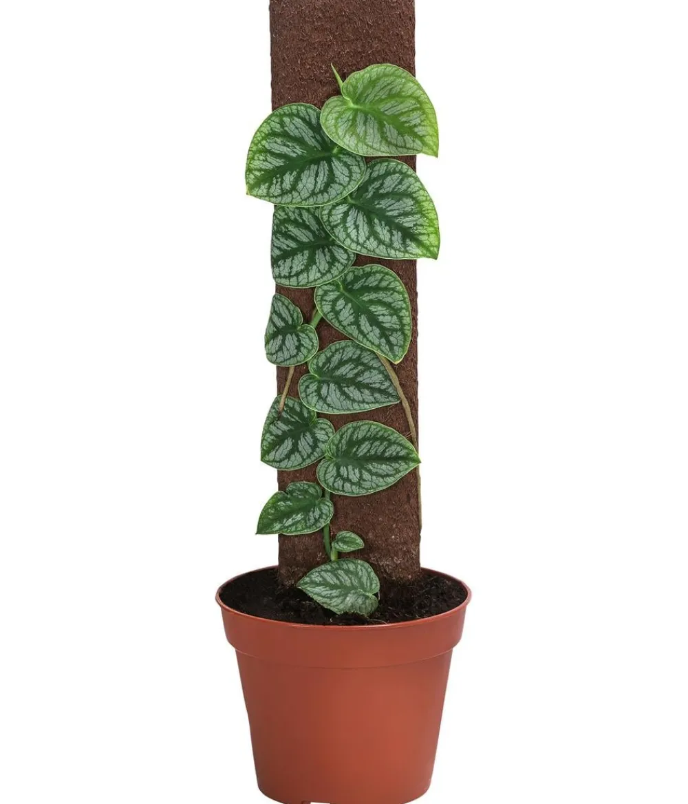 Dehner Raritäten|Grünpflanzen > Fensterblatt - Monstera dubia am Kratistestab