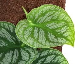 Dehner Raritäten|Grünpflanzen > Fensterblatt - Monstera dubia am Kratistestab