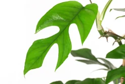 Dehner Grünpflanzen|Monstera & Philodendron > Fensterblatt - Monstera minima/Rhaphidophora tetrasperma