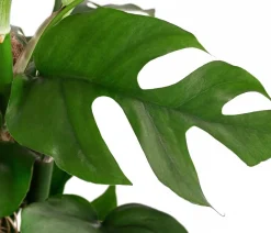 Dehner Fensterblatt - Monstera minima/Rhaphidophora tetrasperma Grün Discount
