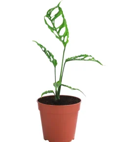 Dehner Raritäten|Grünpflanzen > Fensterblatt - Monstera obliqua 'Peru'