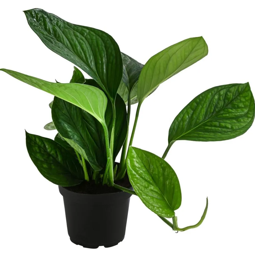 Dehner Fensterblatt - Monstera 'Pinnatipartita' Grün Hot