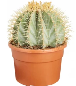 Dehner Kakteen - Ferokaktus - Ferocactus glaucescens