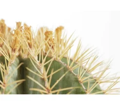 Dehner Kakteen - Ferokaktus - Ferocactus glaucescens
