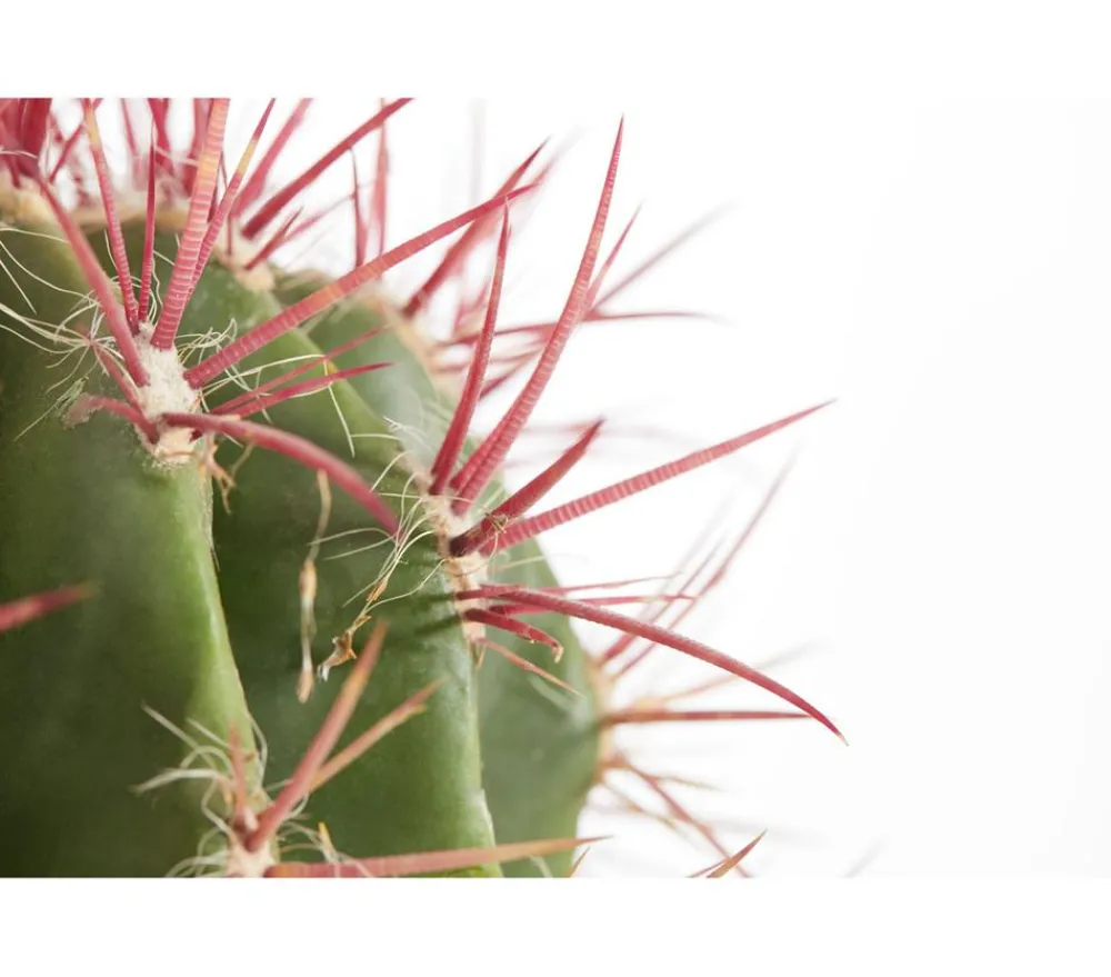Dehner Kakteen > Ferokaktus - Ferocactus stainesii