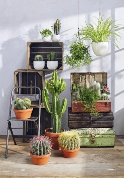 Dehner Kakteen > Ferokaktus - Ferocactus stainesii